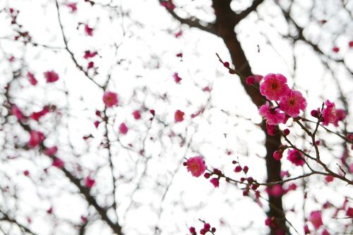 plum blossoms quarter wood