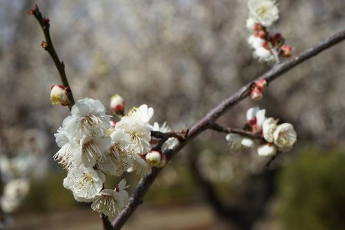 plum blossoms flowers spring