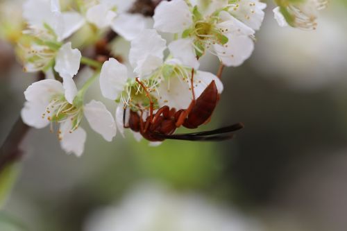 plum flowers insect spring