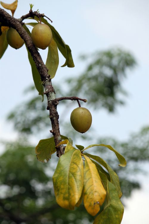 Plum Fruit On The Tree