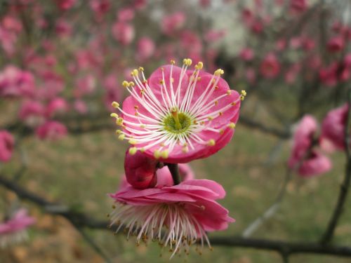 plum garden castle peak park plum blossom