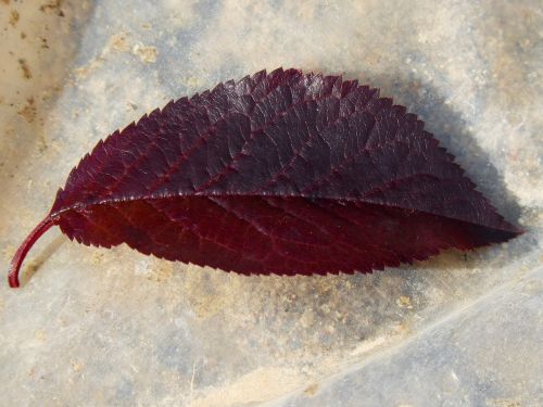 plum leaf red leaf obverse