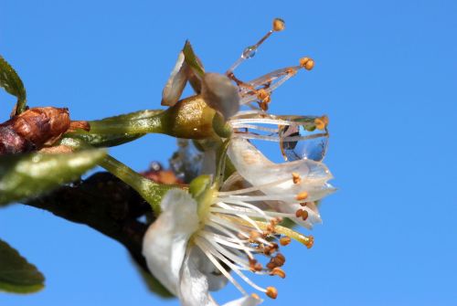 plum tree prunus domestica plum blossom