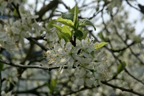 plum tree flowering twig branch