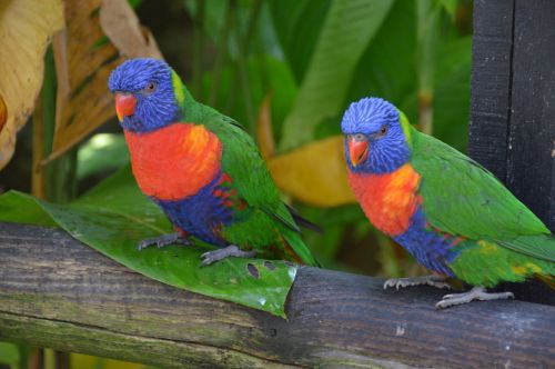 plumage bird parrot