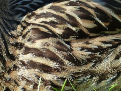 plumage brown shades of brown