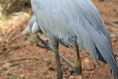 Plumage Of Blue Crane