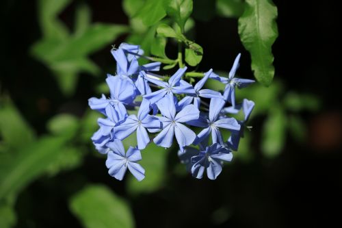 plumbago creeper blue flower