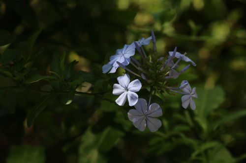 plumbago flower blue flower