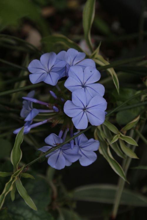 plumbago flower blue flower