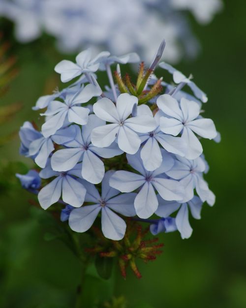 plumbago flowers spring