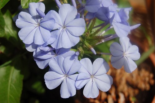 plumbago  blue flowers  bloom