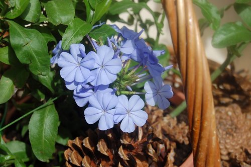 plumbago  blue flower  bloom