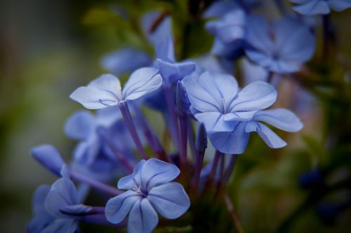 plumbago flowers bloom