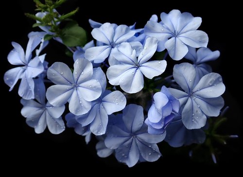 plumbago  blue  flower