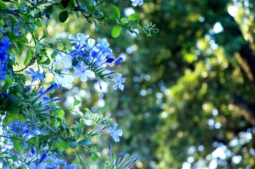 plumbago flower bloom