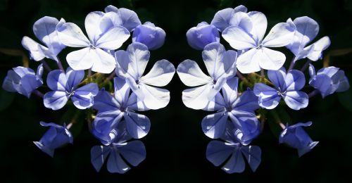 Plumbago Flower Repeat