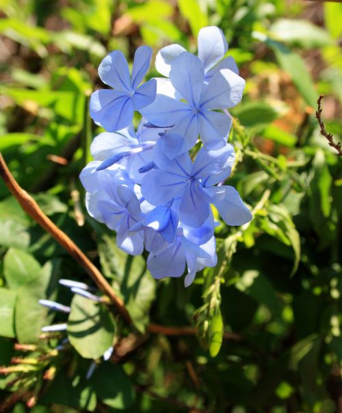 Plumbago Flowers