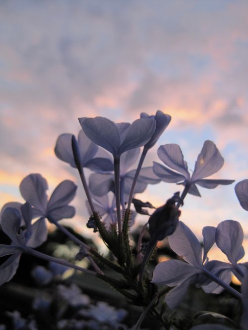 Plumbago Flowers Against The Sky