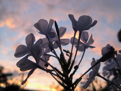 Plumbago Flowers Against The Sunset