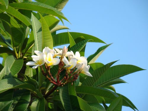 plumeria fragrant tropical