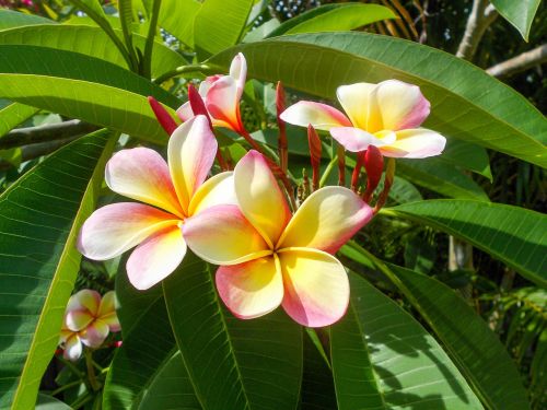 plumeria flower tropical