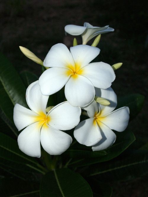 plumeria closeup tree