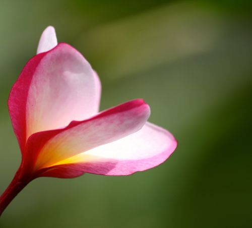 plumeria pink flower