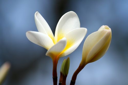 plumeria petal flower