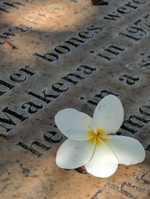 plumeria grave maui