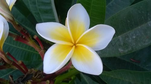 plumeria flower green