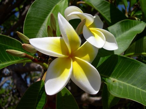 plumeria flower frangipani