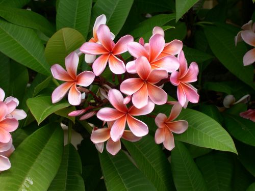 plumeria flower frangipani