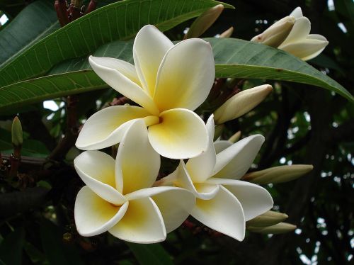 plumeria flower frangipani