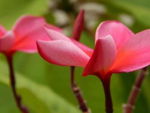 plumeria tropical blossom