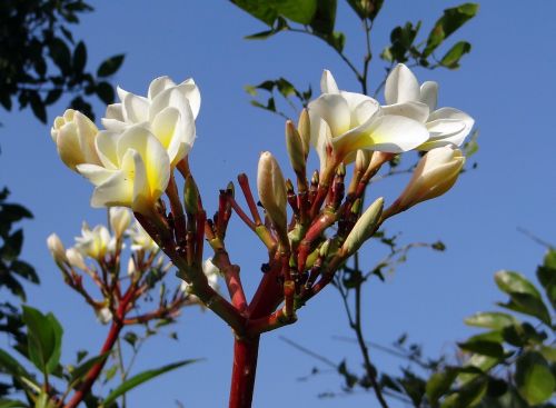 plumeria common white frangipani flower