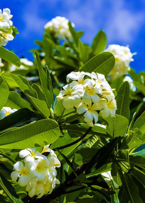 plumeria white flower