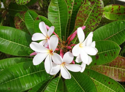 plumeria flower tropical