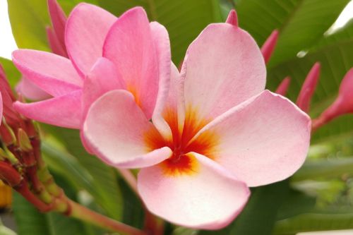 plumeria frangipani pink petal