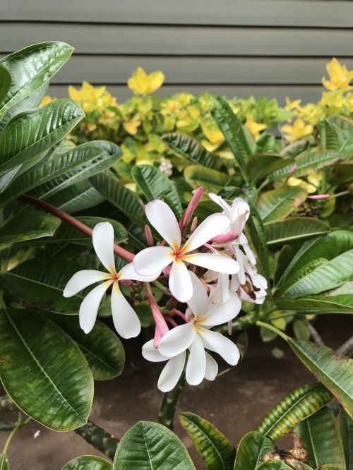 plumeria flowers hawaii