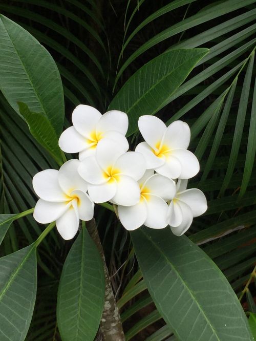 plumeria hawaii flower