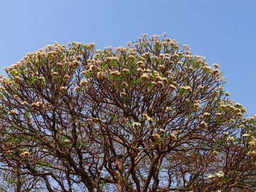 plumeria frangipani flowers