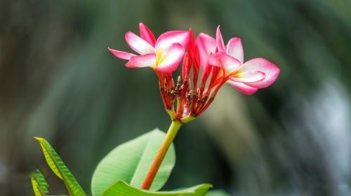 plumeria flower rubra