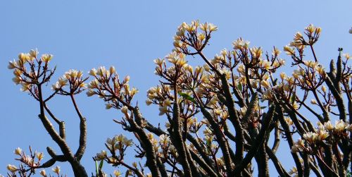 plumeria frangipani flower