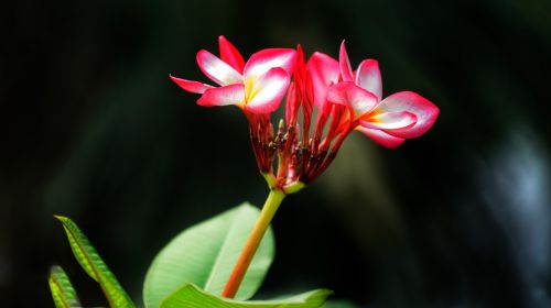 plumeria flower rubra