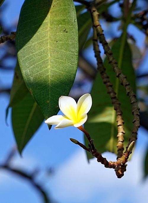 plumeria flower white