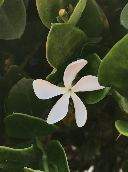 plumeria  white  five