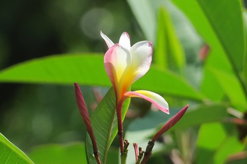 plumeria  plant  bloom