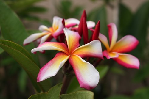 plumeria  flower  exotic