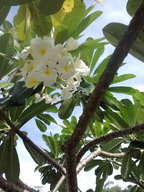 plumeria frangipani green